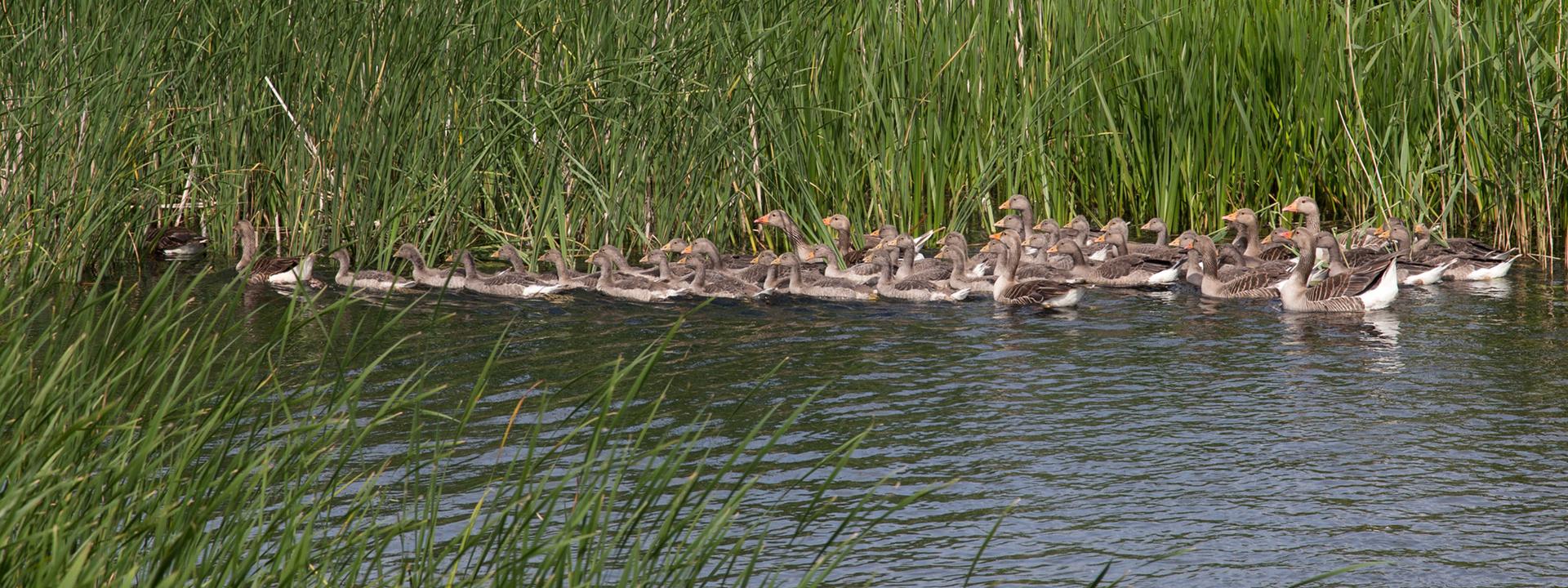 Needingworth reed beds. 
