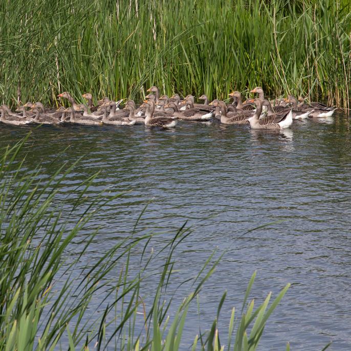 Water and biodiversity. 